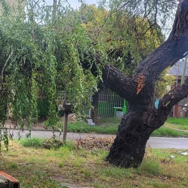 Vecina pone en duda a expertos: Le preocupa un árbol partido en la puerta de su casa