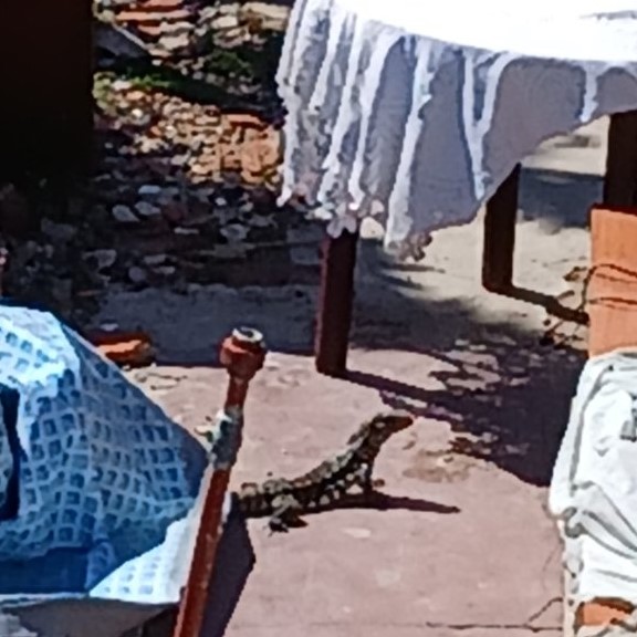 Un reptil suelto en Barrio Aeropuerto