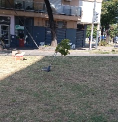 Al plan de arbolado le hace falta un tutor o padrino