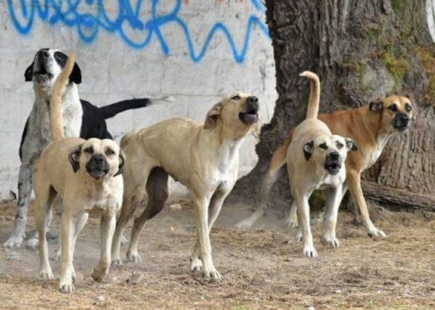 La pobreza empuja a familias y mascotas a la vía pública