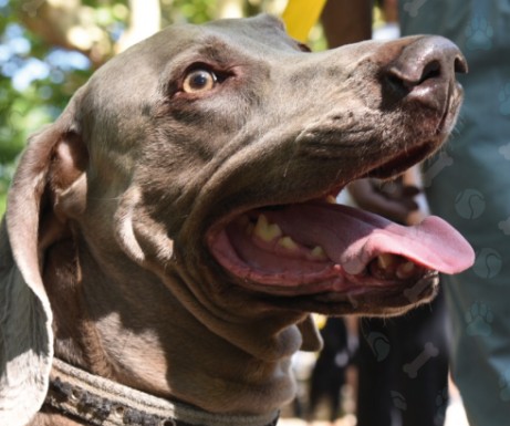 ¿ Qué pasa que no llega a Villa Elvira el servicio de atención veterinaria ?