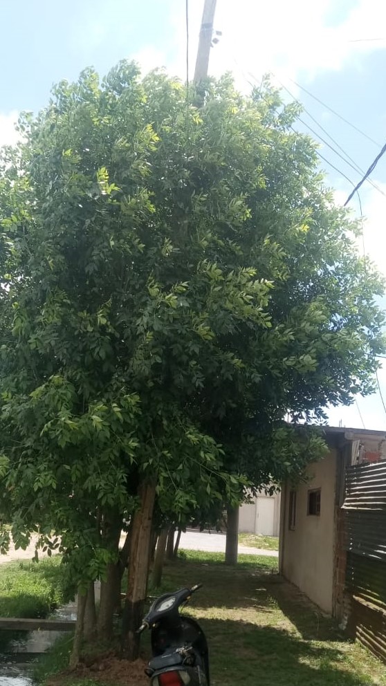 Movistar retiró el poste roto: Vecino agradeció la difusión de NVE