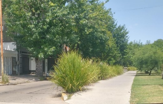 Cero empatía con el automovilista: Pusieron gramíneas en una transitada avenida que quita visibilidad