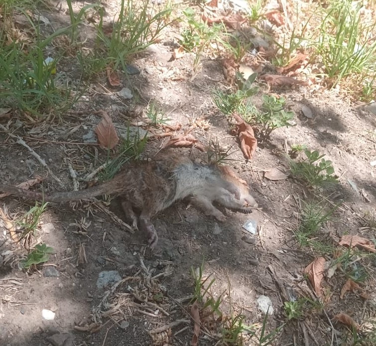 Barrio 19 de Febrero: Vecinos reclaman limpieza y desratización