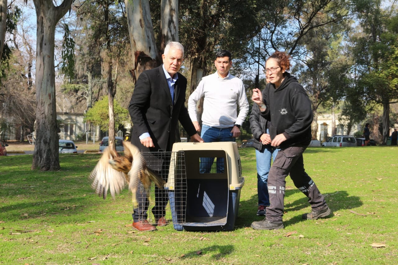 Liberaron en La Plata a siete cotorras y un gavilán tras su recuperación en el Bioparque