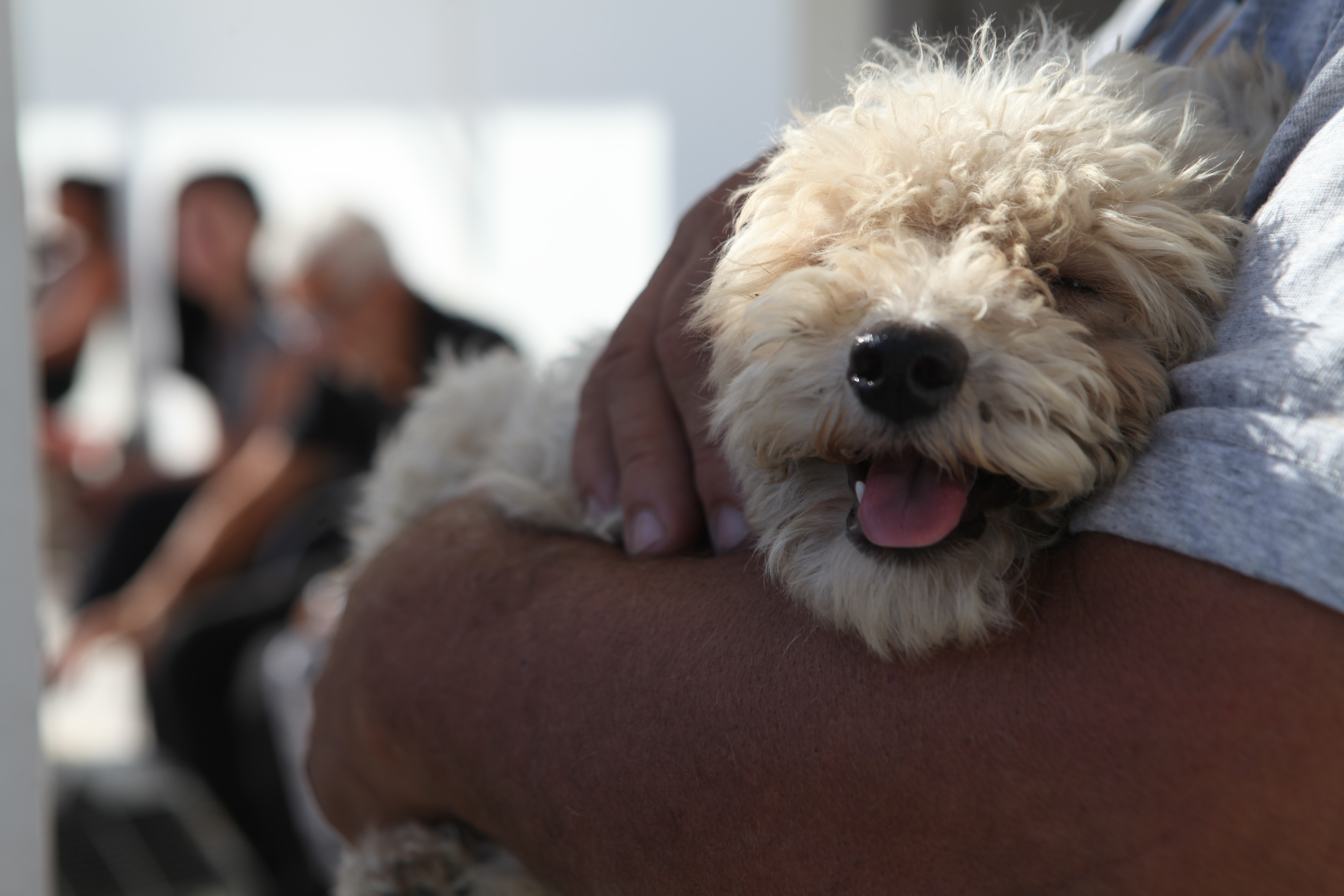 Llegan jornadas gratuitas de castración y vacunación antirrábica de perros y gatos a Gonnet