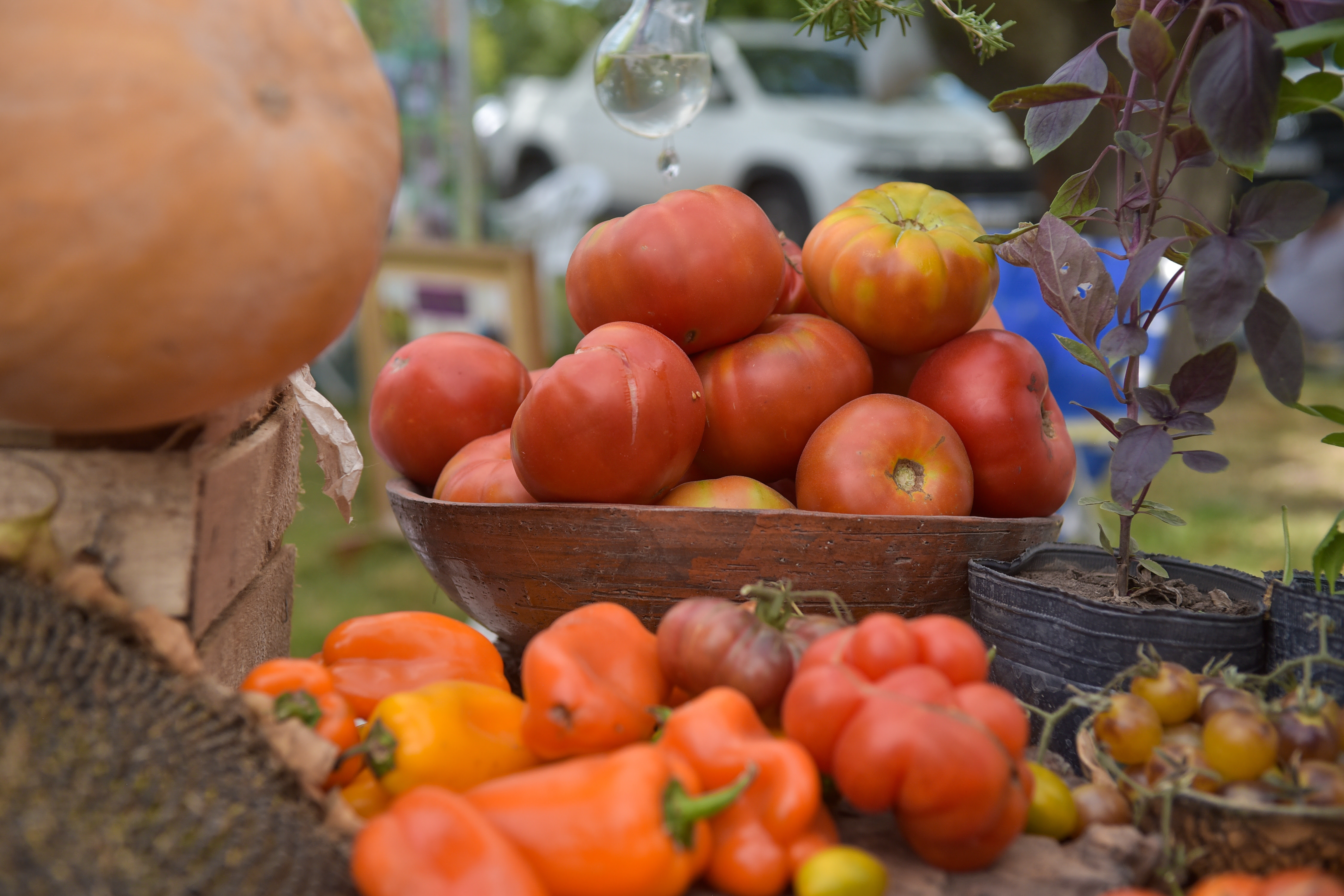 Se viene una nueva edición de la Fiesta del Tomate Platense