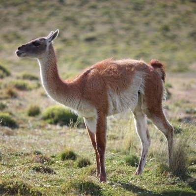 Presidente de la Sociedad Rural ofrece el guanaco como alternativa para la mesa de los argentinos