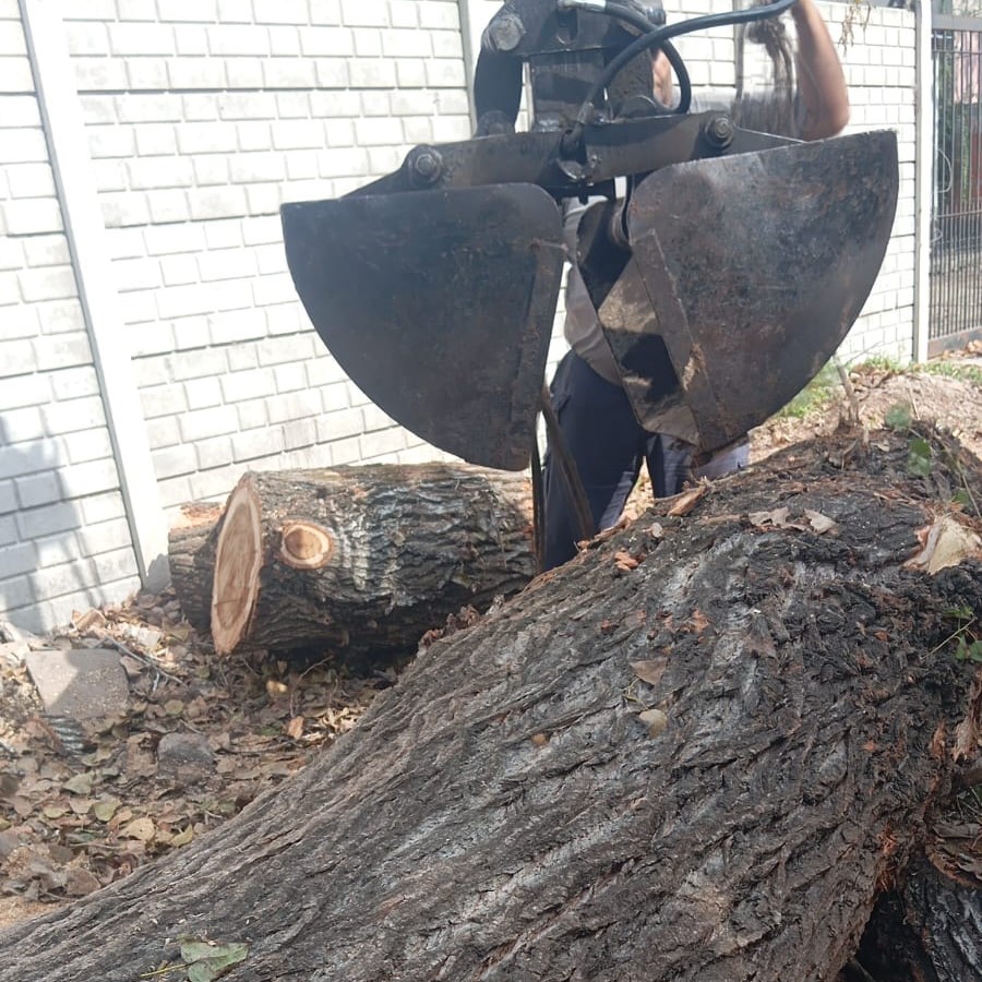 Rápida acción de la Comuna: Vecinos se alarmaron por el alerta amarillo por lluvias al encontrar un árbol talado en la zanja