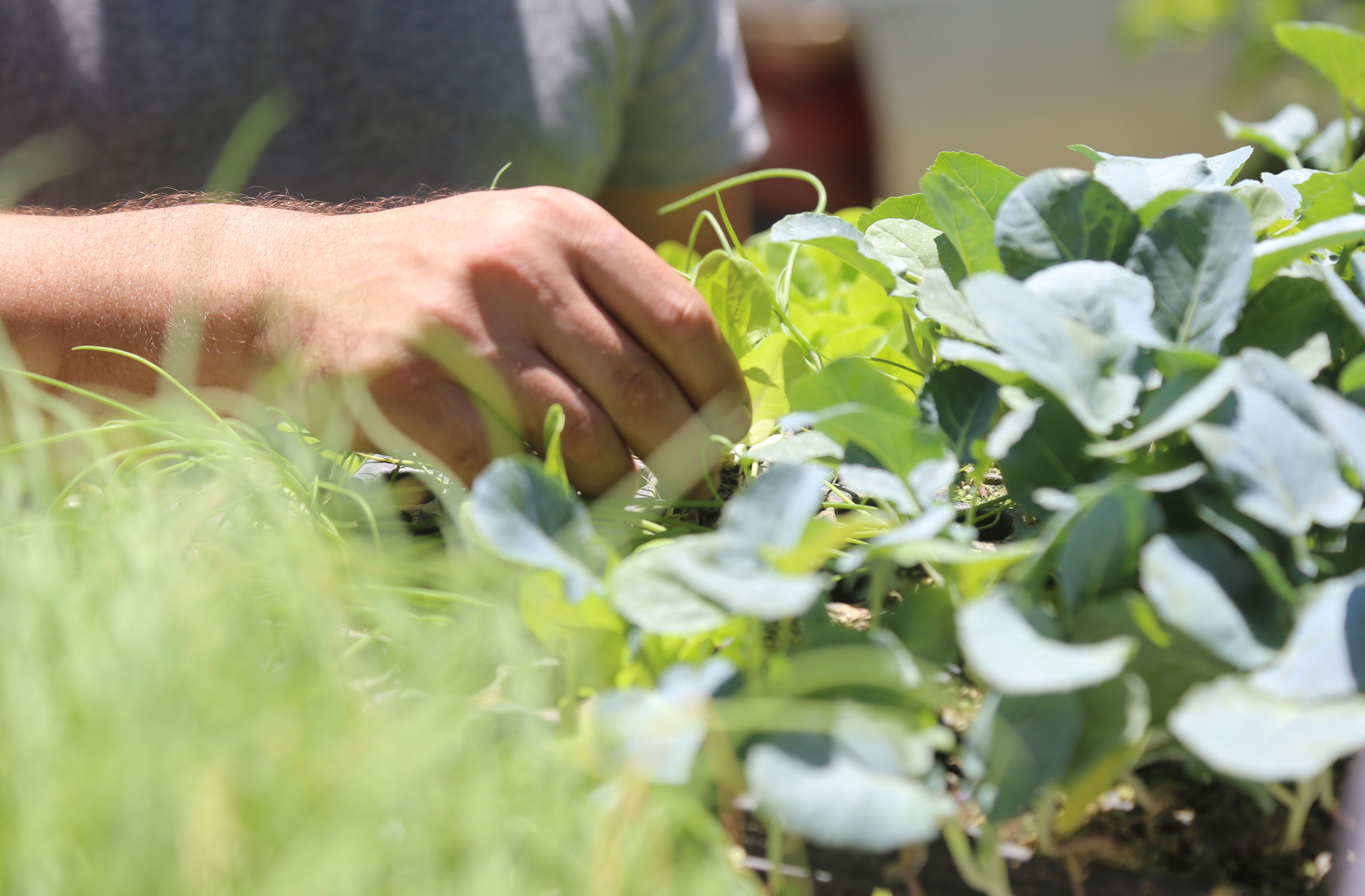 El Parque Ecológico Municipal ofrecerá un taller sobre plantas silvestres comestibles