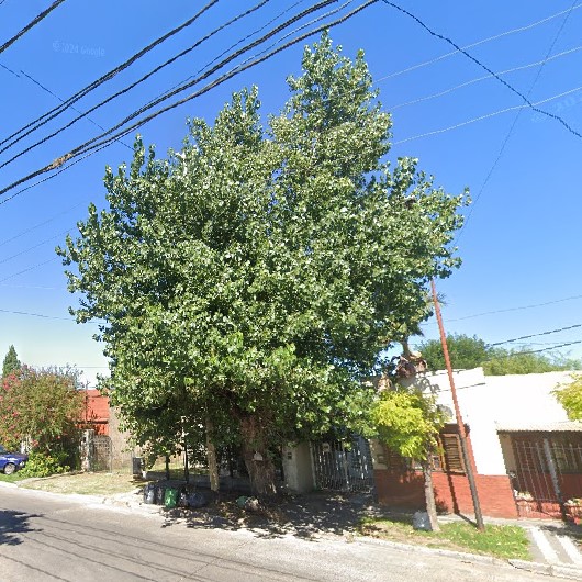 Ramas entre los cables y un árbol que da a poco se va muriendo desde adentro
