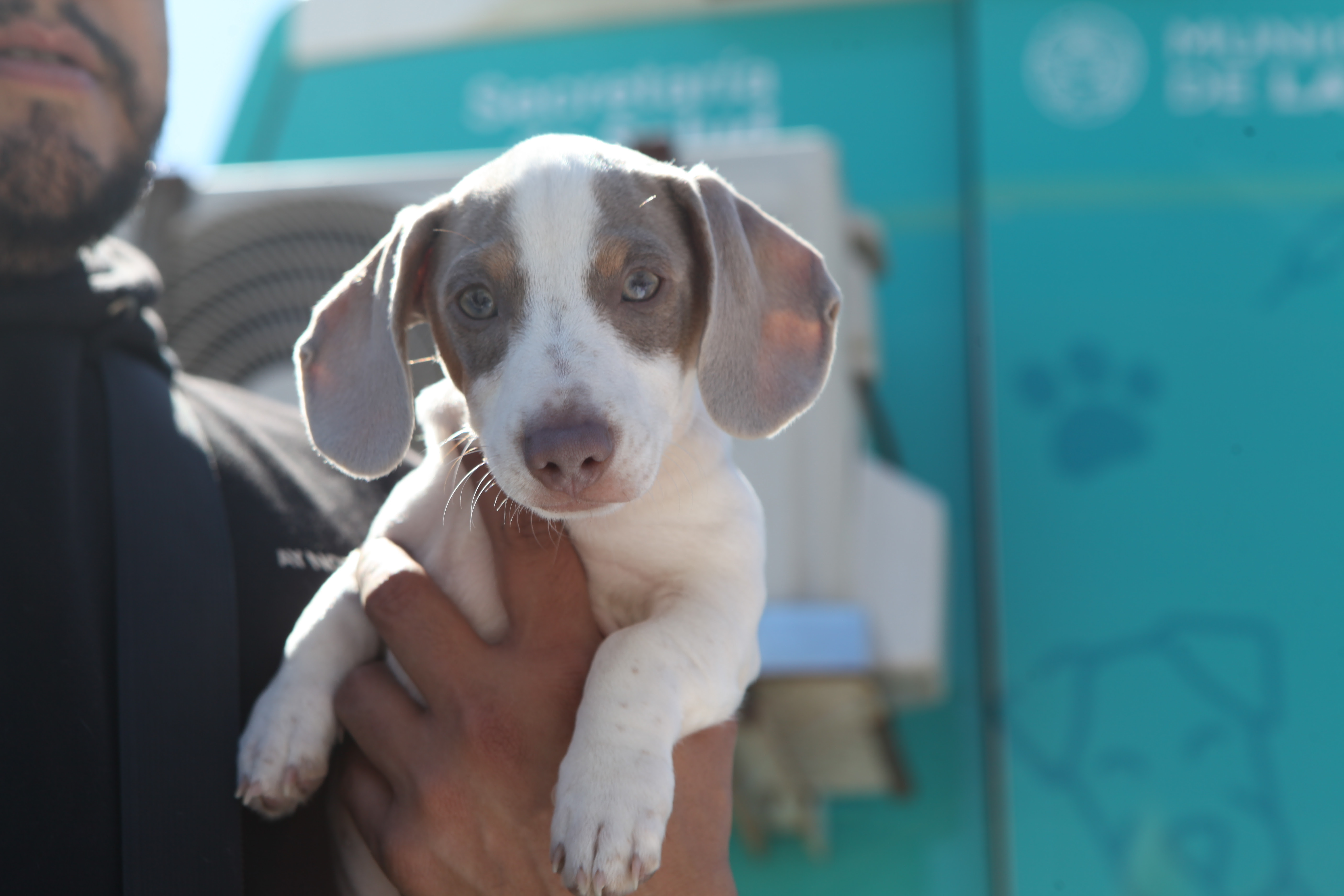 Jornadas gratuitas de castración y vacunación antirrábica a Abasto