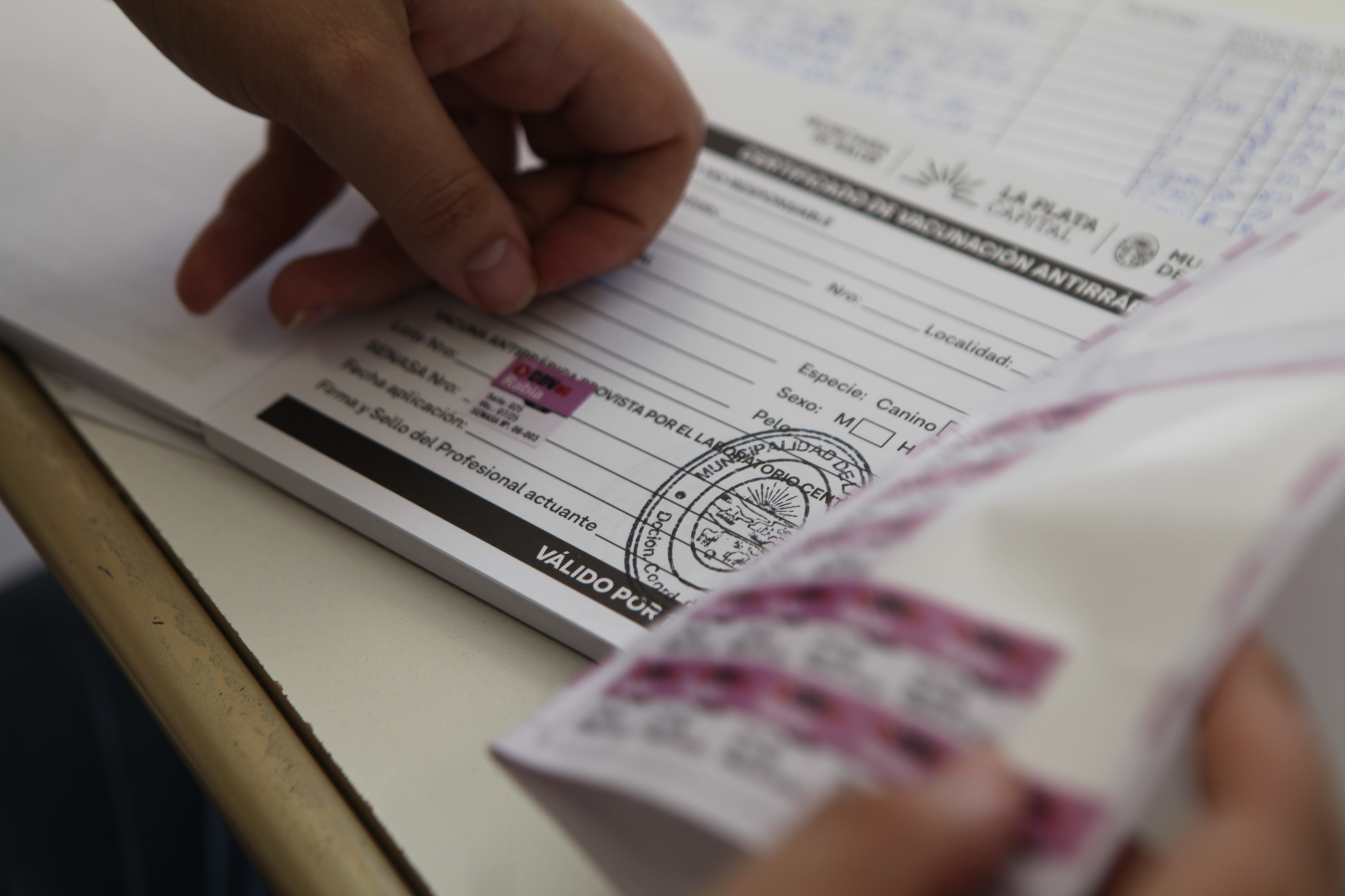 En septiembre servicio de castración de mascotas en 25 y 75