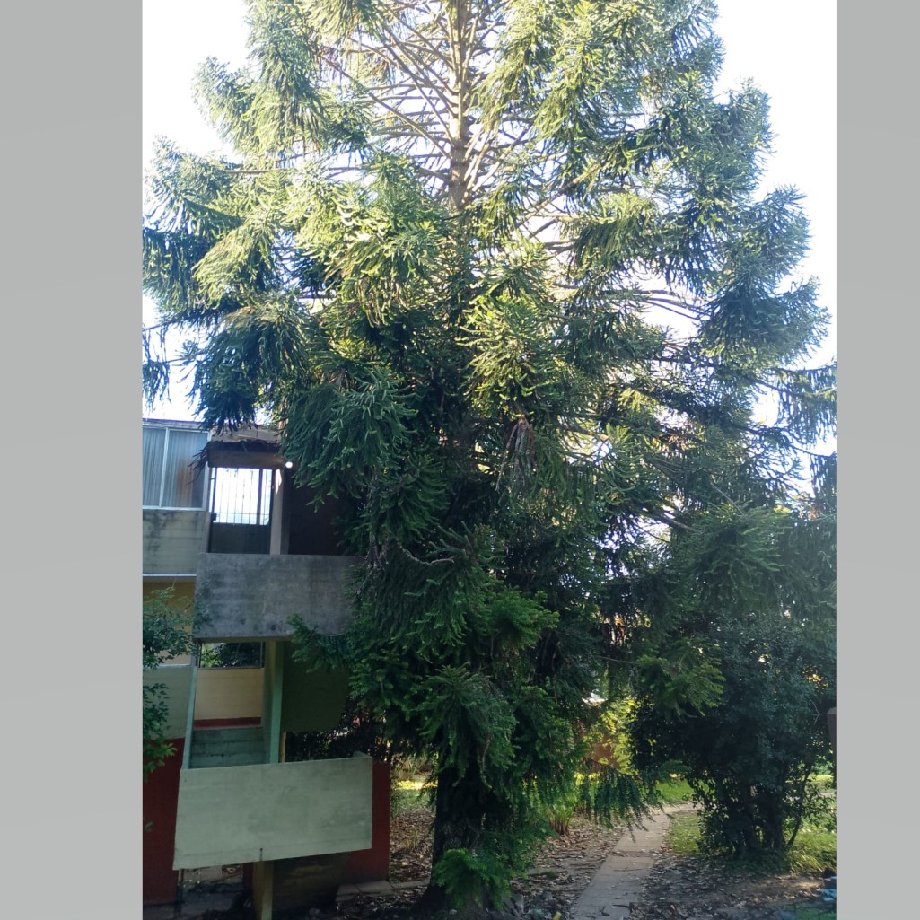 Se acercan los meses sin "erre": Preocupa un enorme pino en Aeropuerto