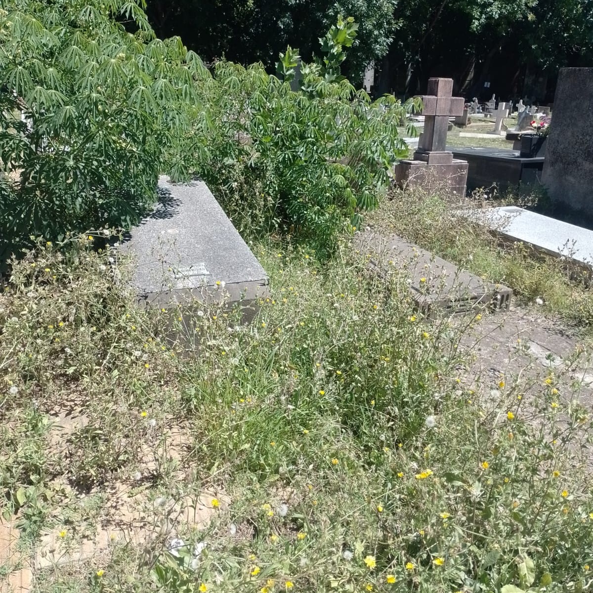 Vecina de Villa Elvira visitó el Cementerio y se quejó del estado en que lo encontró