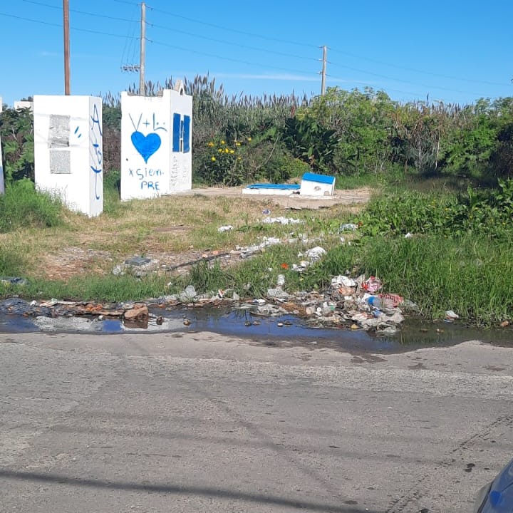 Alerta por invasión de roedores que provienen de un barrio con varios basurales