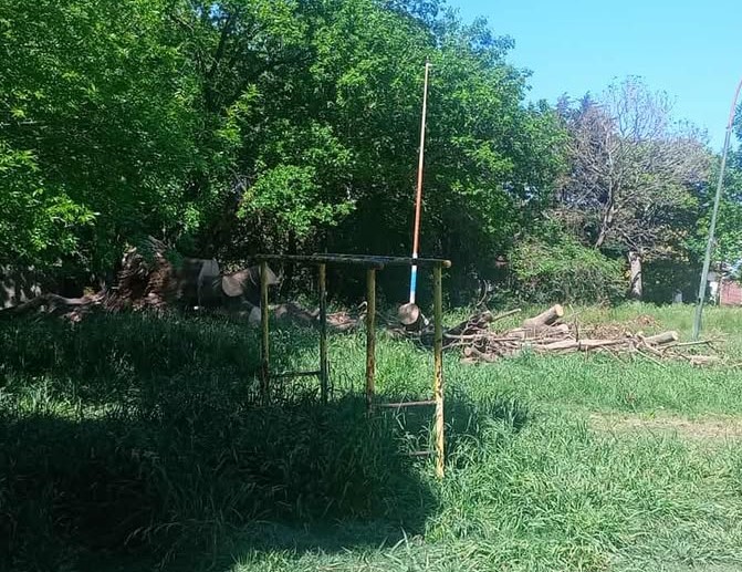 La Delegación trabajó sobre un Ombú caído en Barrio Monasterio: Vecinos piden en retiro total