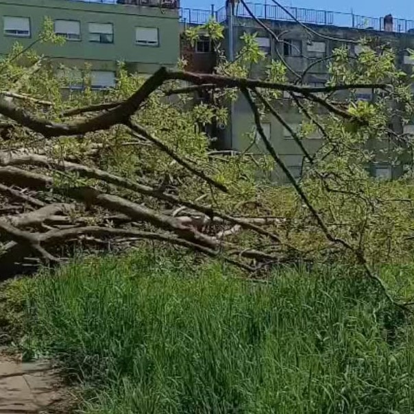 La Delegación trabajó sobre un Ombú caído en Barrio Monasterio: Vecinos piden en retiro total