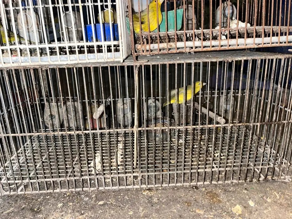 Lo allanaron por los pajaritos que tenía enjaulados en Barrio Aeropuerto