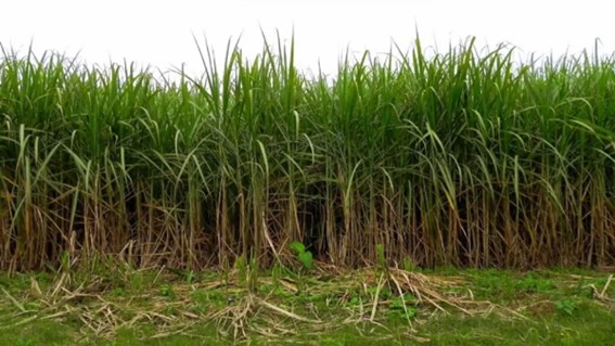 San Carlos: Frentistas piden colectivos que lleguen más cerca de su casa por inseguridad