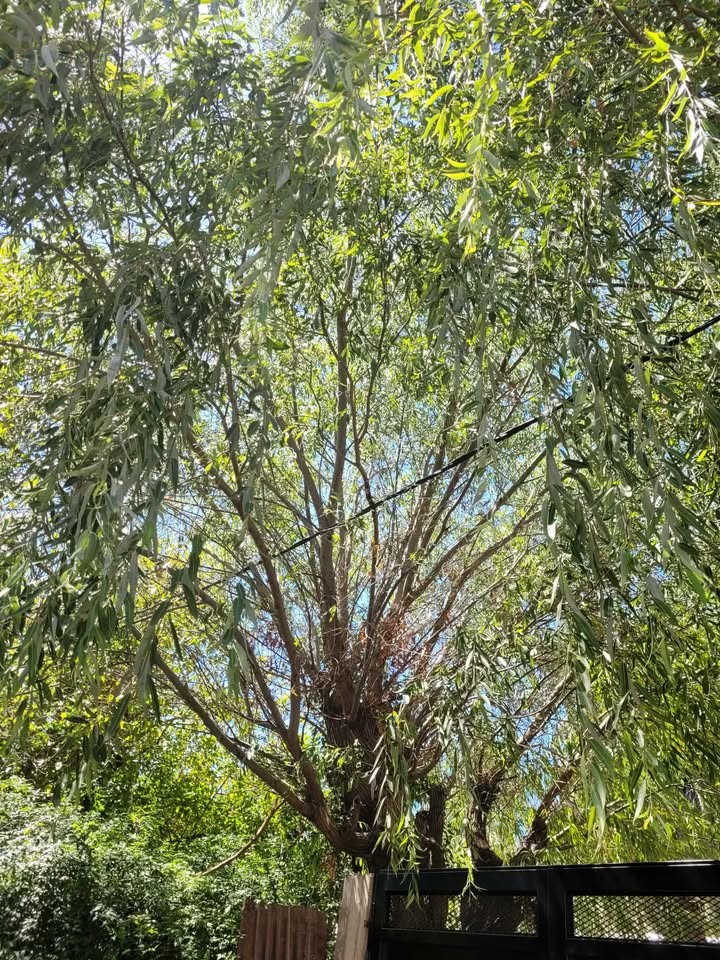 Vecina que sufre con enorme árboles frente a su casa pide por podas a gritos