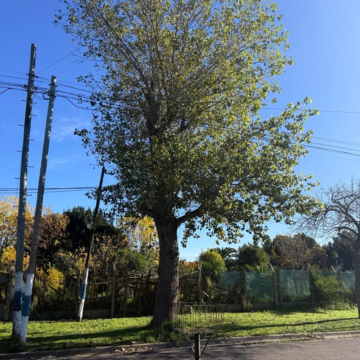 Caminó más que Kung Fu y no logra que le poden los árboles