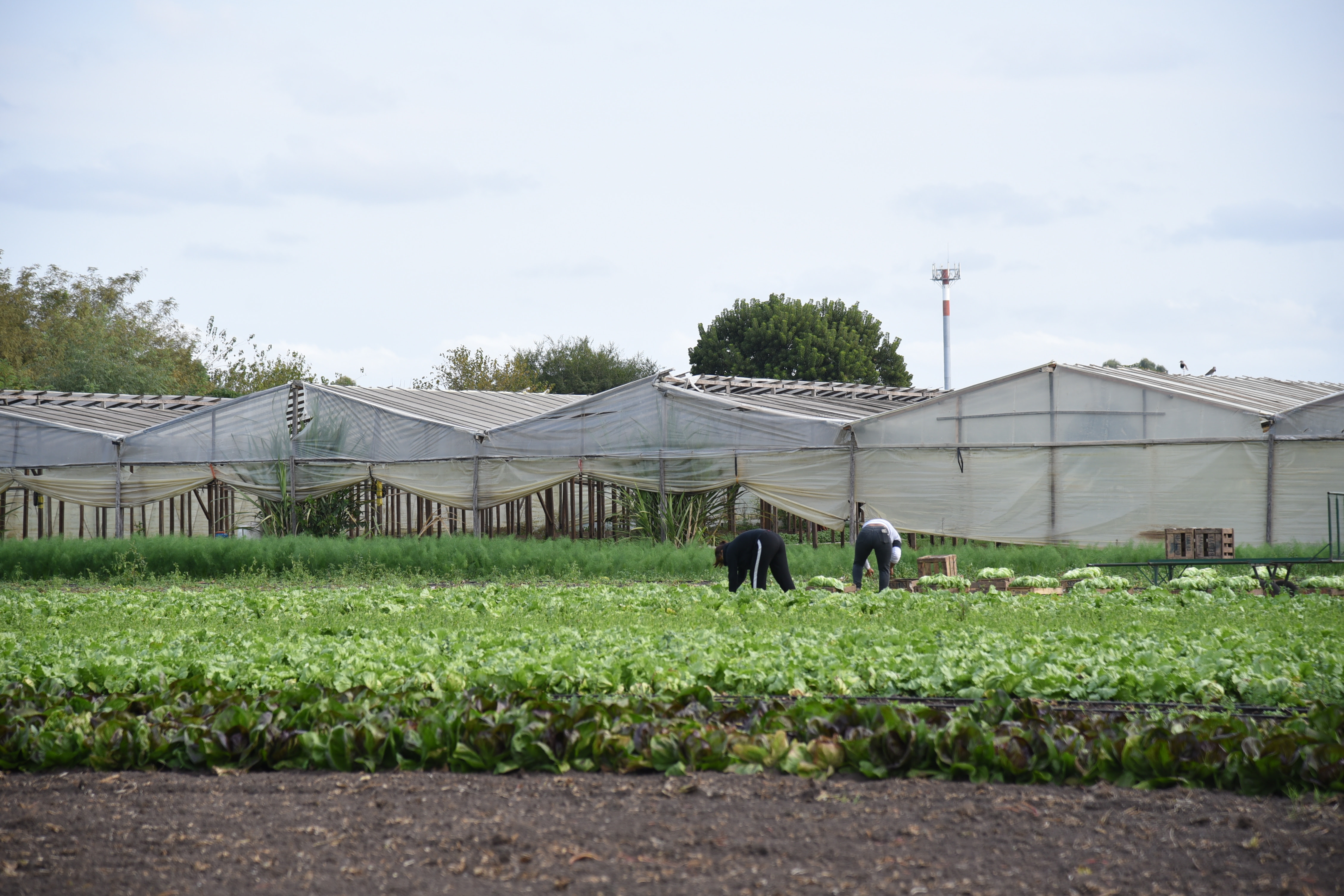 Finalizó el Relevamiento Florihortícola Platense 2025: Buscan fortalecer el sector rural platense