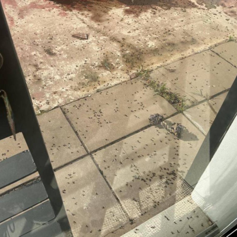 Preocupación por cientos de hormigas voladoras en viviendas de la zona