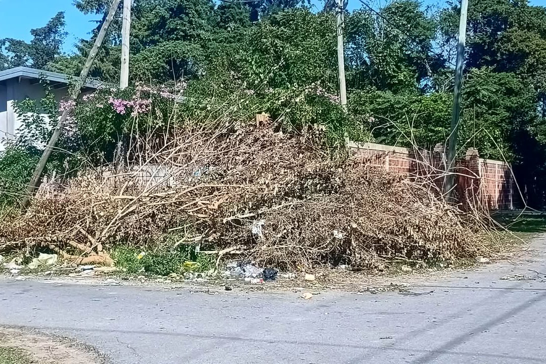 Toda una esquina ocupada por ramas hace más de 15 días