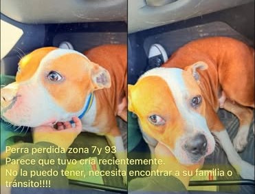 Buscan a los dueños de una perra encontrada en 7 y 92