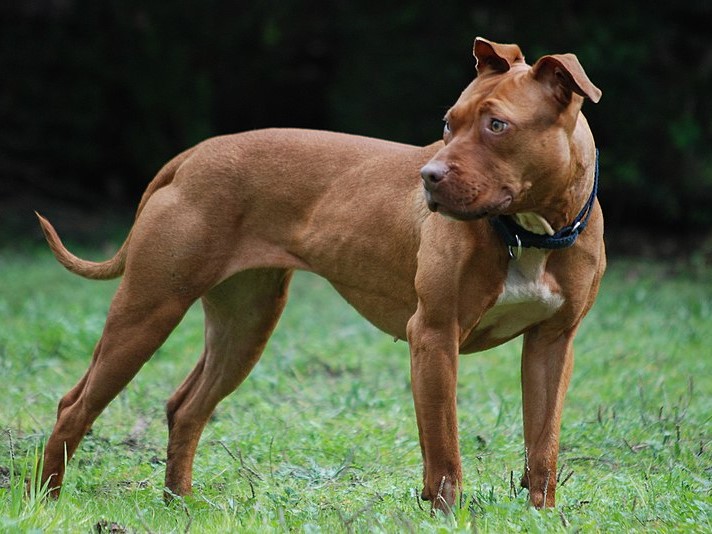 Un pitbull suelto casi mata a una criatura en Berisso: Su perra murió al salir en su defensa