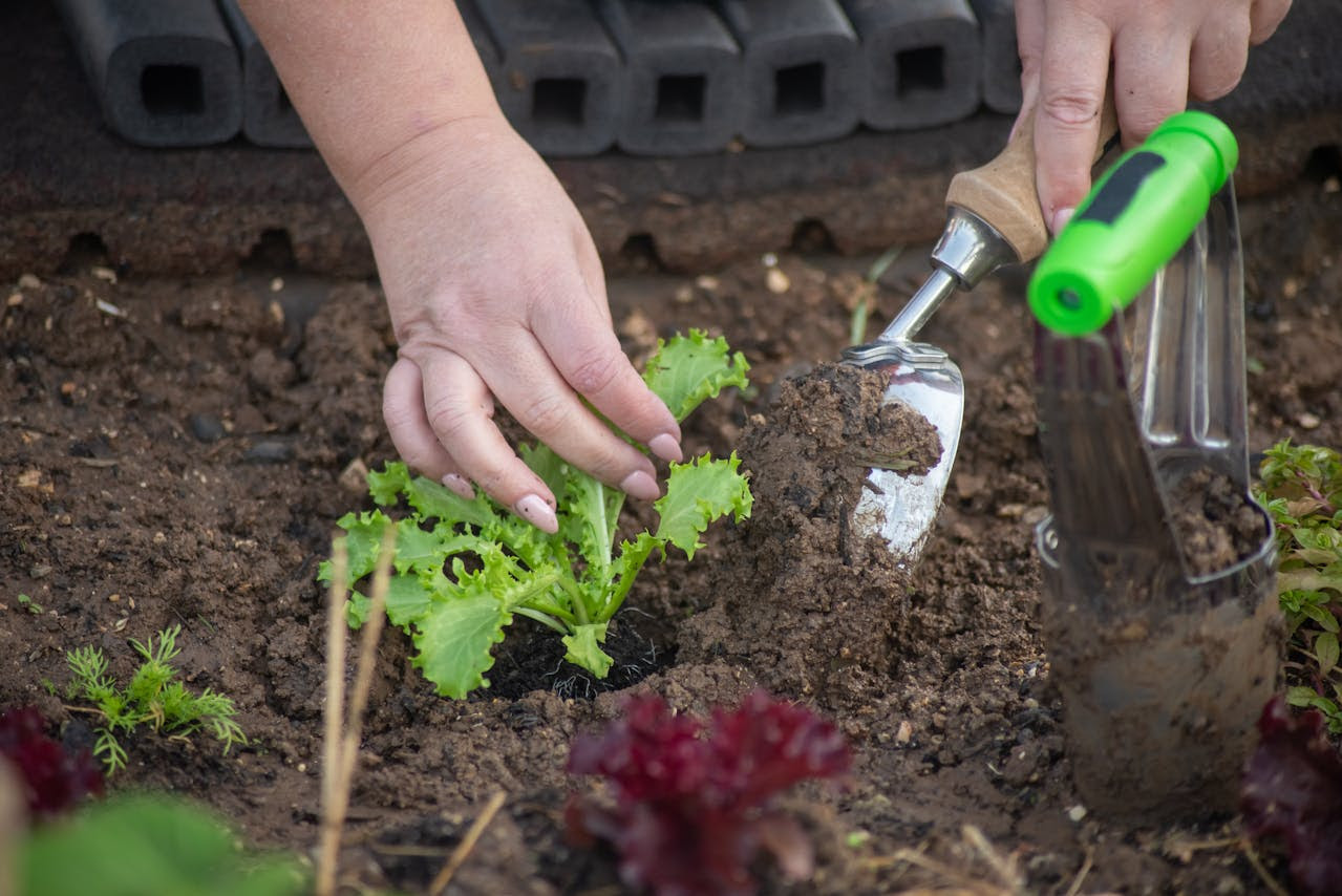 Lanzan un taller de huerta agroecológica con las claves para cultivar alimentos sostenibles en casa