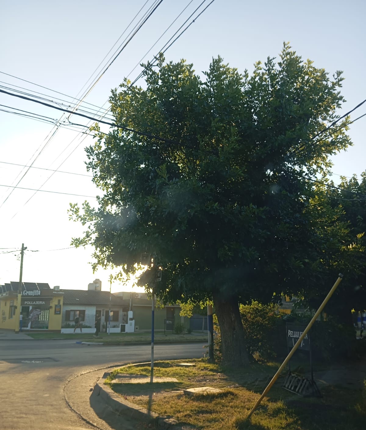 Semáforo tapado por las ramas de un frondoso árbol