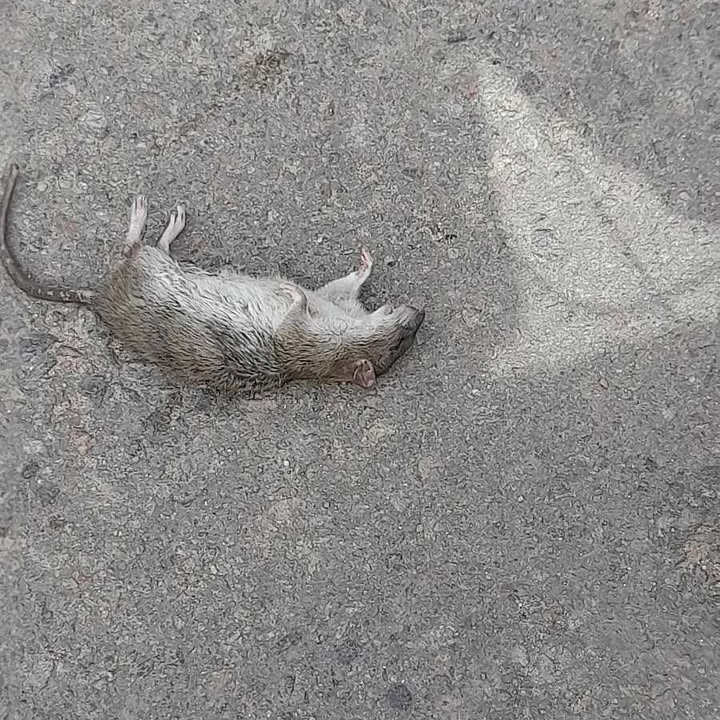Vecinos denuncian invasión de ratas en Villa Montoro