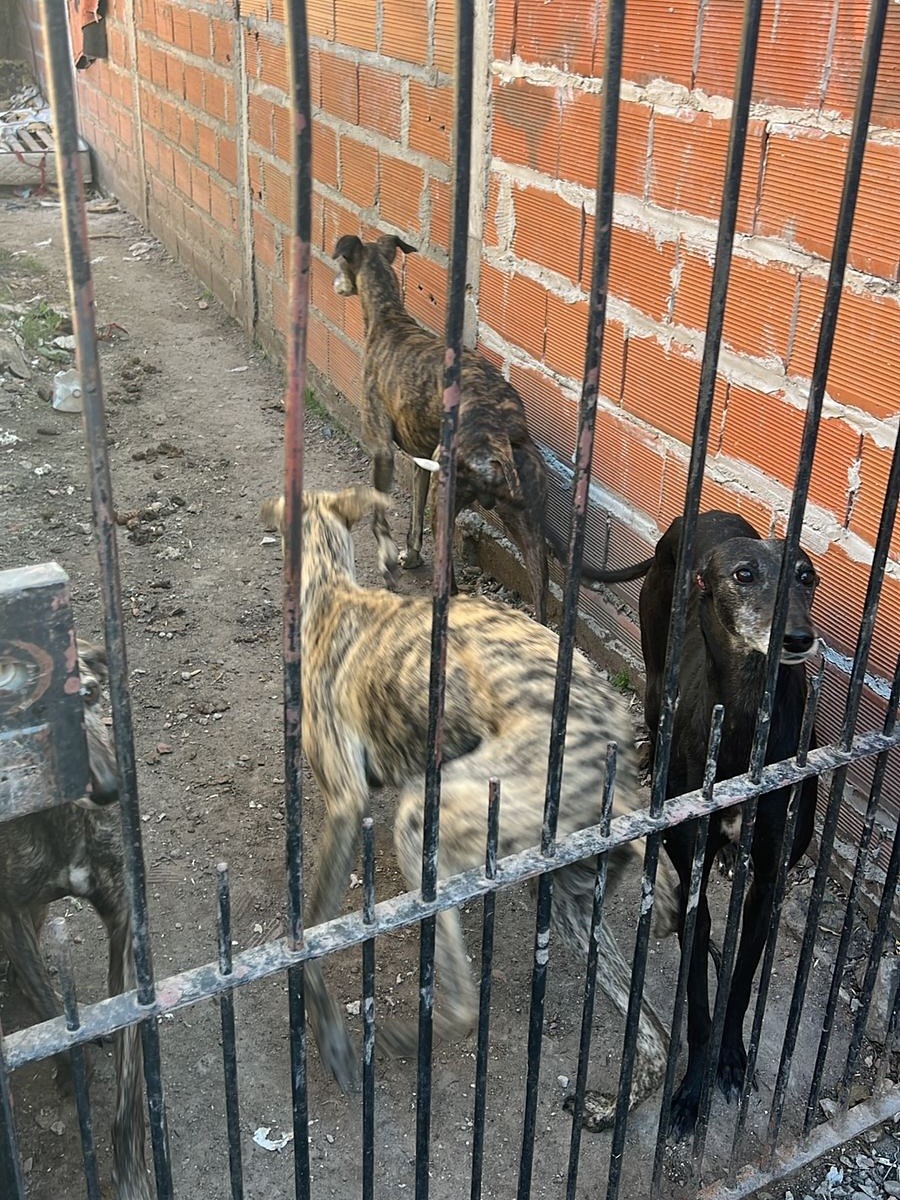 La Policía rescató cinco perros galgas de un vivienda de Villa Alba