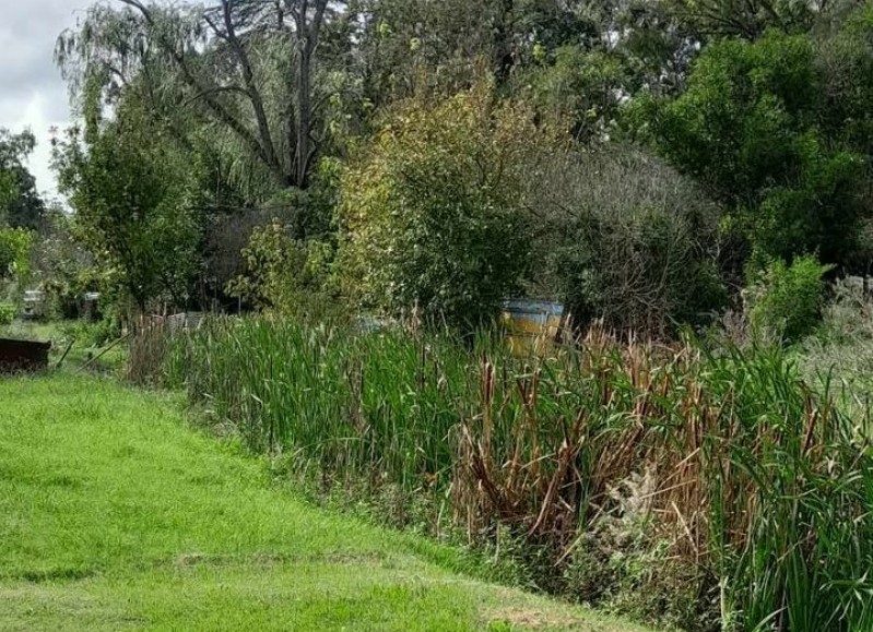 Arroyo obstruido de juncales y totoras