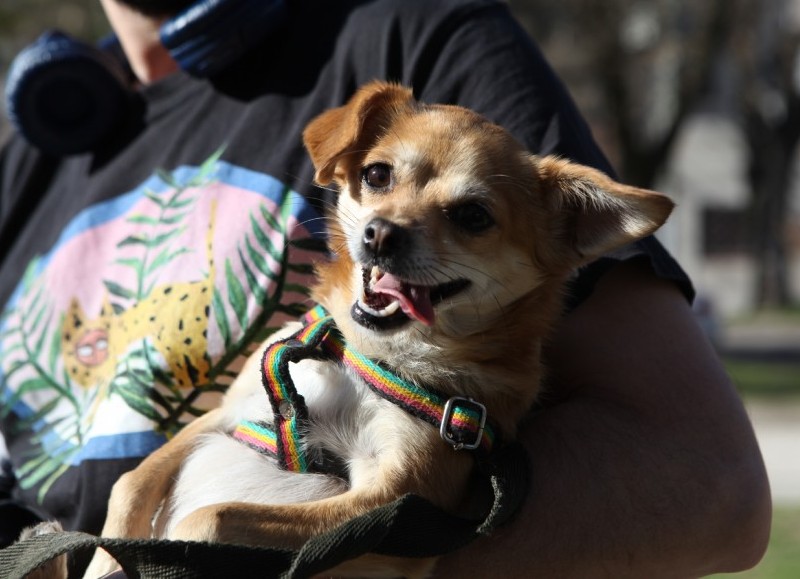 Llegan nuevas jornadas gratuitas de vacunación veterinaria y castración