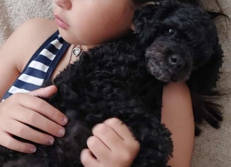 Buscan caniche perdido en Villa Elvira