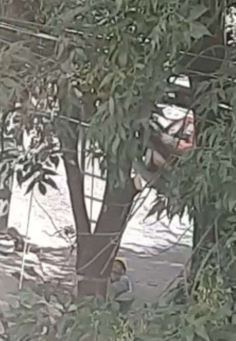 Así se encontraba el arbol al comienzo de la poda