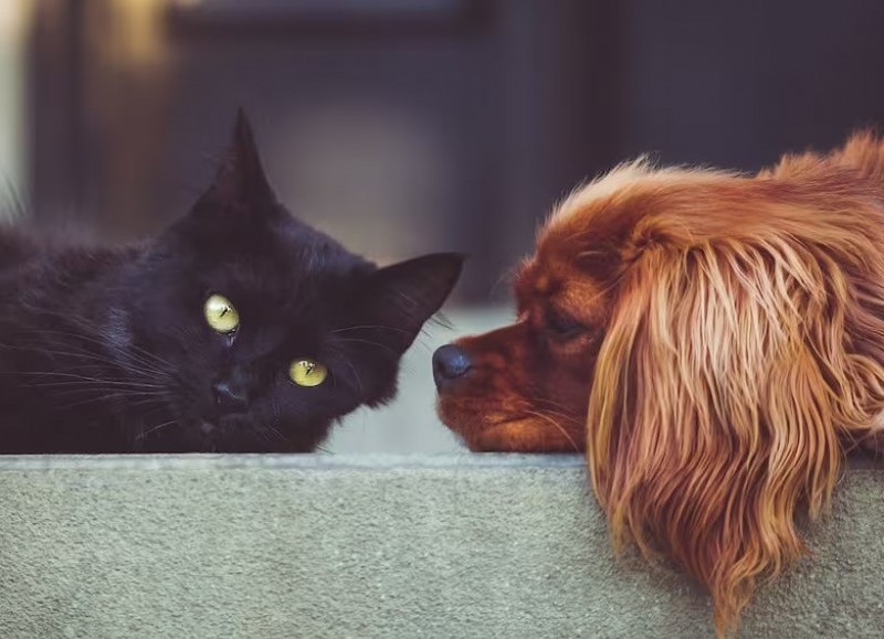 Cómo proteger a los perros y gatos de la ola de calor
