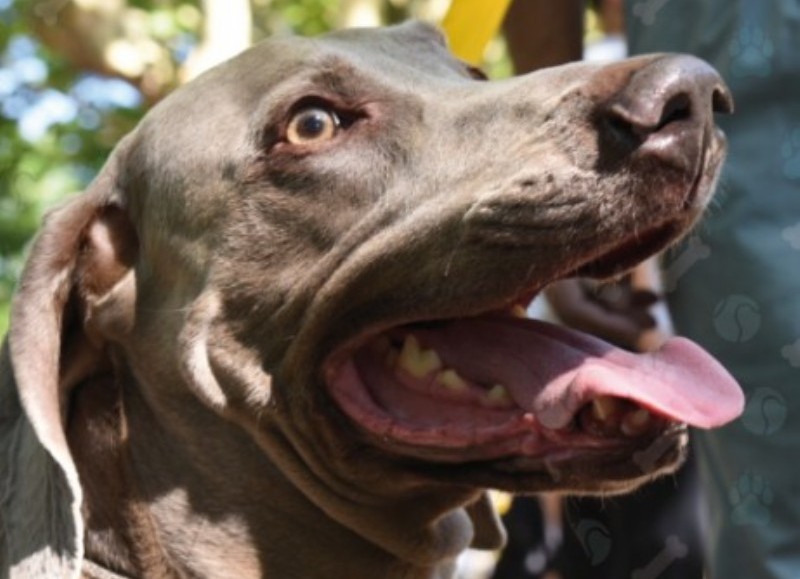 ¿ Qué pasa que no llega a Villa Elvira el servicio de atención veterinaria ?