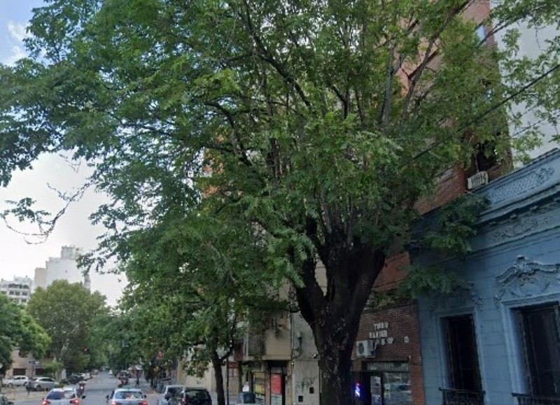 Afirman que las raices de un árbol entraron al subsuelo de un edificio