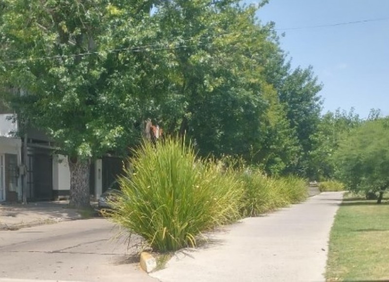 Cero empatía con el automovilista: Pusieron gramíneas que quitan visibilidad en una transitada avenida