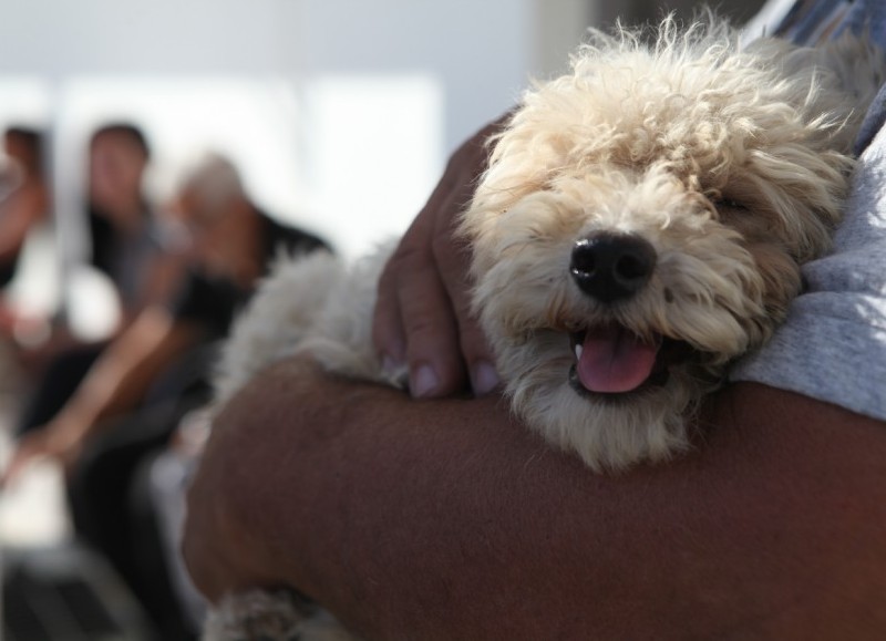 Llegan jornadas gratuitas de castración y vacunación antirrábica de perros y gatos a Gonnet