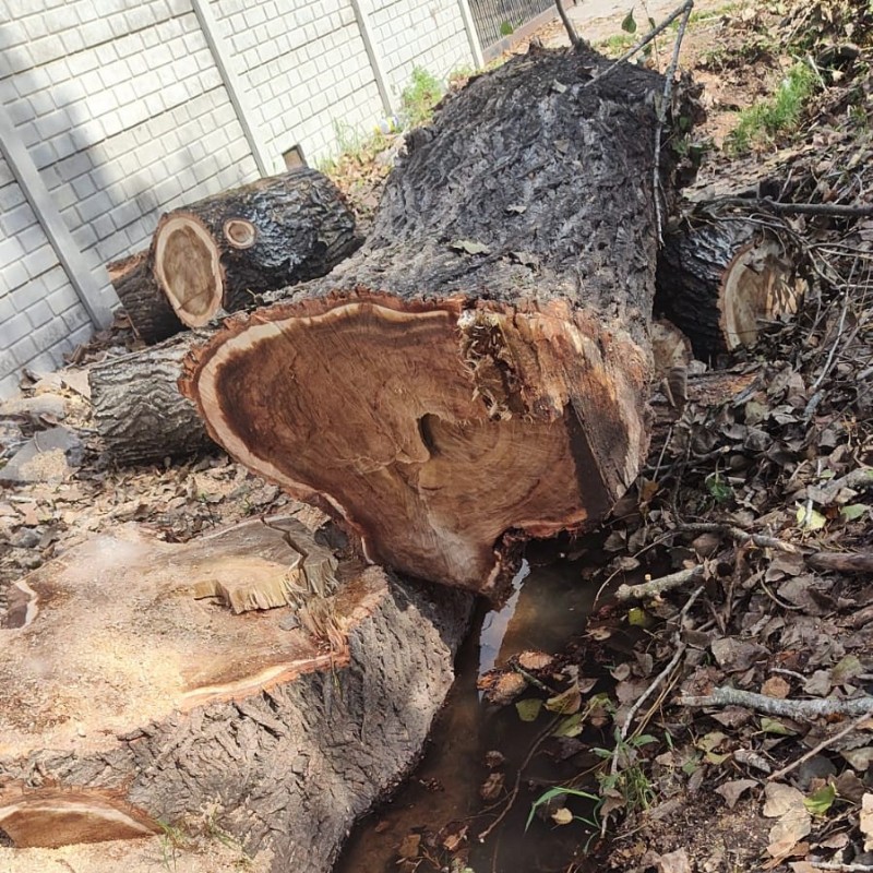 Tronco adentro de la zanja