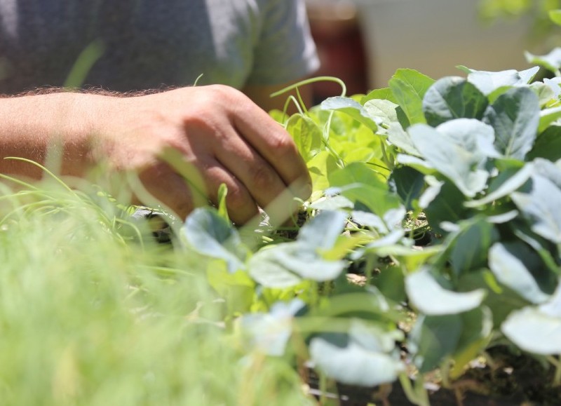 El Parque Ecológico Municipal ofrecerá un taller sobre plantas silvestres comestibles