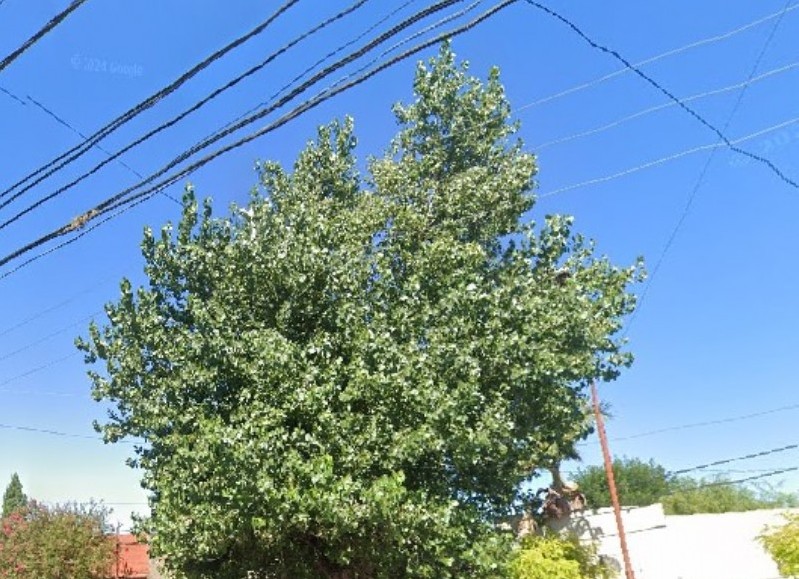 Ramas entre los cables y un árbol que da a poco se va muriendo desde adentro