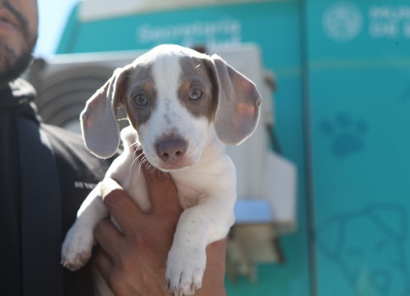 Jornadas gratuitas de castración y vacunación antirrábica a Abasto