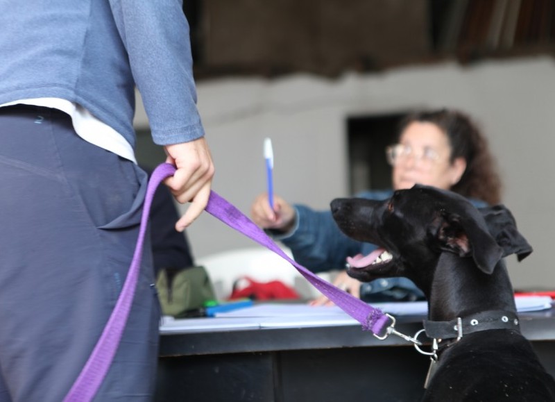 Vacunación y castración de mascotas en Altos de San Lorenzo y Olmos
