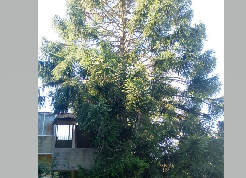 Se acercan los meses sin "erre": Preocupa un enorme pino en Aeropuerto